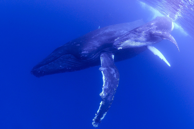 【奄美大島・ホエールスイム】クジラと一緒に泳げるチャンス！ホエールスイムプラン 写真6
