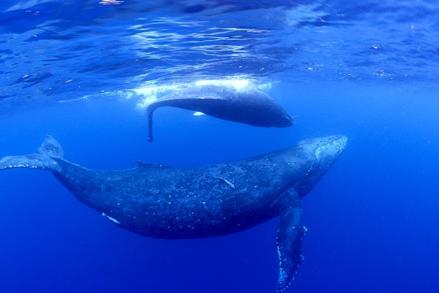 【奄美大島・ホエールスイム】クジラと一緒に泳げるチャンス！ホエールスイムプラン 写真7