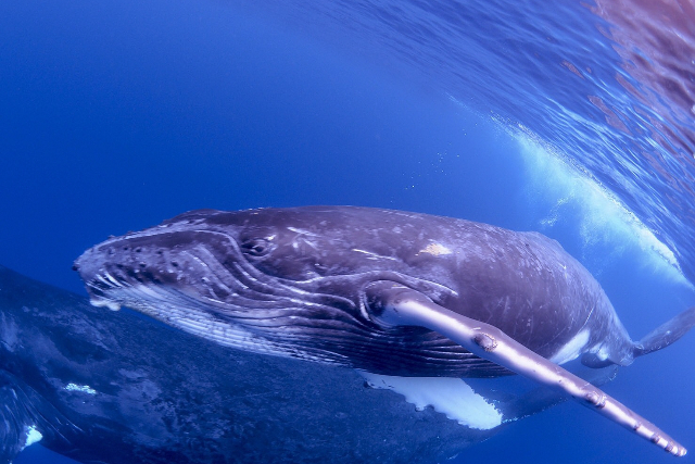 【奄美大島・ホエールスイム】クジラと一緒に泳げるチャンス！ホエールスイムプラン 写真5