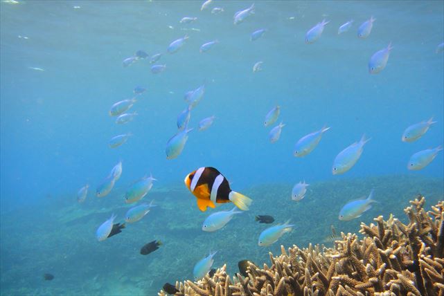 【奄美・体験ダイビング】シュノーケルも楽しめる！大島海峡を楽しもう！（半日） 写真7