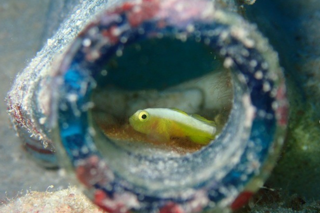 【石垣島・半日・シュノーケリング】美しさ安定のちゅら海でシュノーケリングを満喫しよう！ 写真8