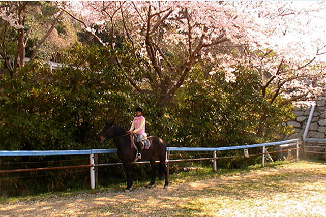 【福岡県・鞍手町】桜並木を駆けよう！乗馬専用の温厚な馬で初めての乗馬体験 写真7