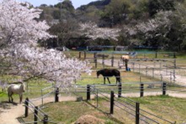 【福岡県・鞍手町】桜並木を駆けよう！乗馬専用の温厚な馬で初めての乗馬体験 写真5