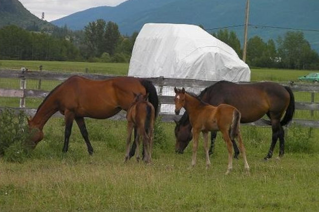 【期間限定ポイント10%還元！福岡・鞍手町】時間を気にせず広い馬場で、納得いくまでマンツーマン乗馬 写真7