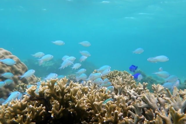 【沖縄・やんばる・シーカヤック1時間＆シュノーケリング1時間】海上と海中から今泊の海を満喫！ 写真4