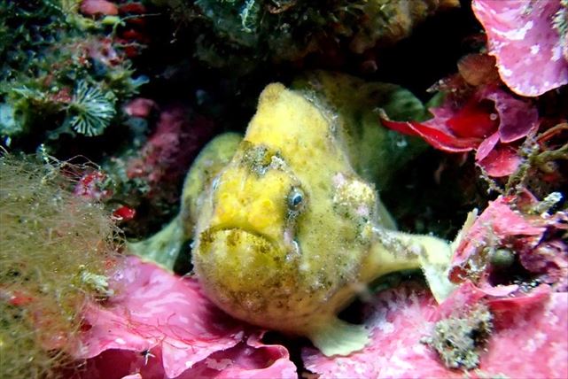 【静岡・体験ダイビング】魚と同じ目線で海中散歩を楽しもう！ 初心者、お子さま大歓迎です 写真2