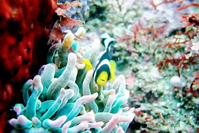 【静岡・体験ダイビング】魚と同じ目線で海中散歩を楽しもう！ 初心者、お子さま大歓迎です 写真3