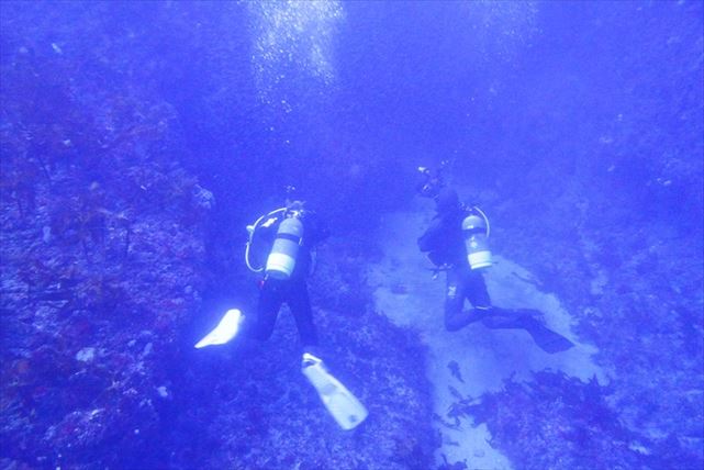 【静岡・体験ダイビング】魚と同じ目線で海中散歩を楽しもう！ 初心者、お子さま大歓迎です 写真6