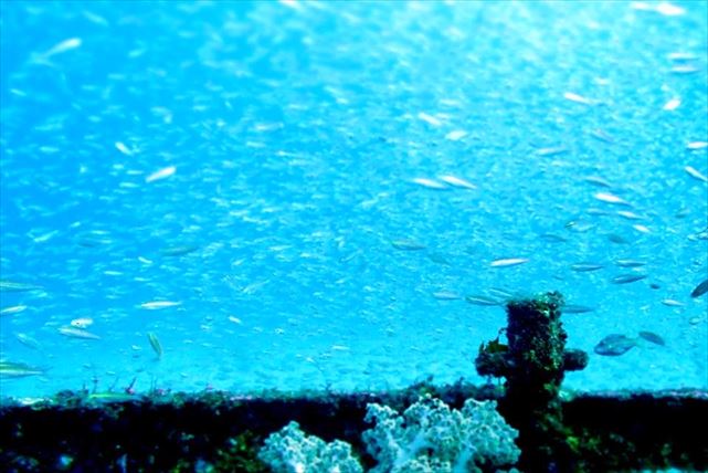 【静岡・体験ダイビング】魚と同じ目線で海中散歩を楽しもう！ 初心者、お子さま大歓迎です 写真5
