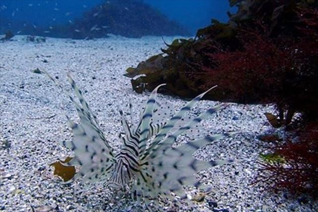 【静岡・体験ダイビング】魚と同じ目線で海中散歩を楽しもう！ 初心者、お子さま大歓迎です 写真4