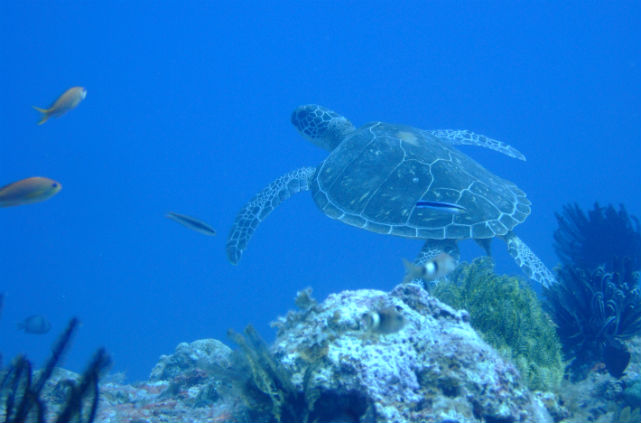 【沖縄・伊江島・体験ダイビング】初心者大歓迎！魚と一緒に、フリーな気持ちで海を楽しもう！