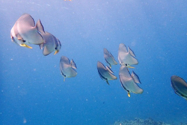 【石垣島・ファンダイビング】レンタル料込み！マンタやウミガメ・クマノミに会いに行こう！お魚サンゴいっぱいです（2ダイブ） 写真8