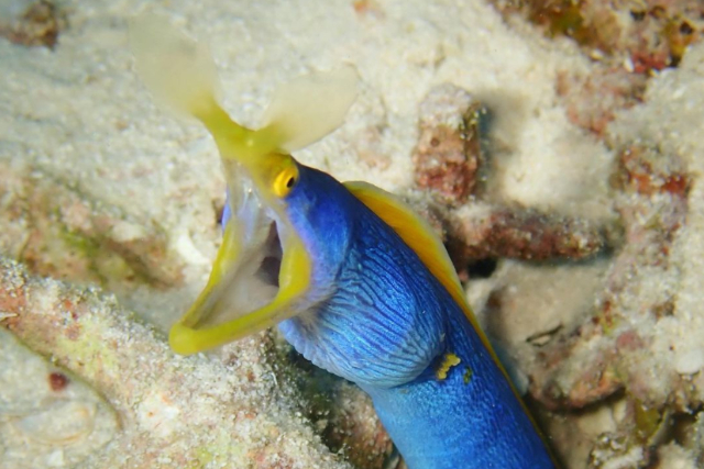 【石垣島・ファンダイビング】レンタル料込み！マンタやウミガメ・クマノミに会いに行こう！お魚サンゴいっぱいです（2ダイブ） 写真6