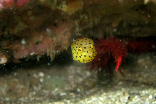【千葉・ダイビング】あこがれの海へ！ビギナー歓迎、のんびり水中世界を楽しもう 写真3