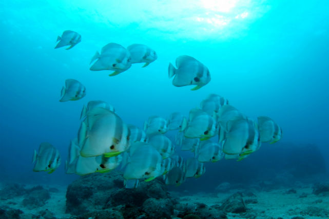 【柏島・体験ダイビング】柏島の海へ潜ってみよう！初心者の方におすすめの体験ダイビングプラン 写真4