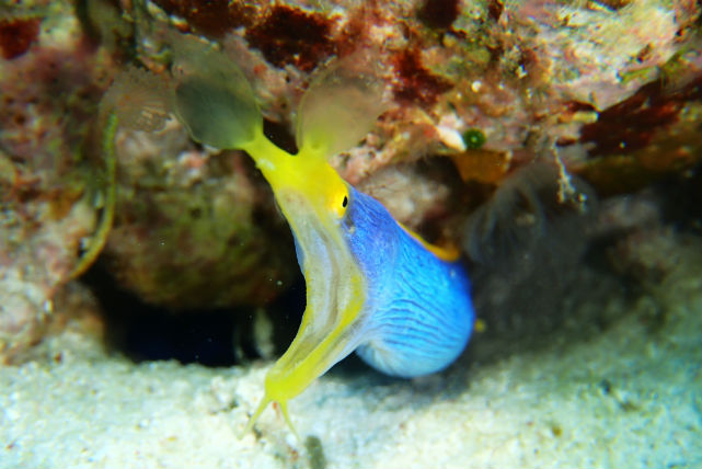 【沖縄・シュノーケリング】サンゴの海、瀬底島・水納島へボートでお連れします！ 写真5