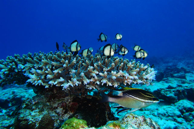 【沖縄・シュノーケリング】サンゴの海、瀬底島・水納島へボートでお連れします！ 写真4