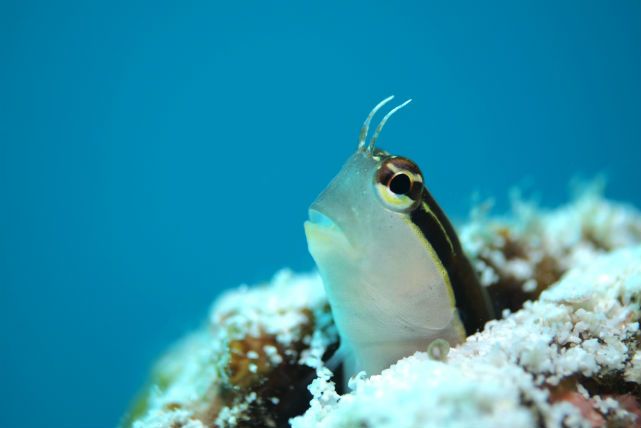 【沖縄・シュノーケリング】サンゴの海、瀬底島・水納島へボートでお連れします！ 写真6