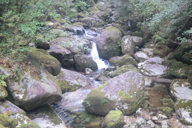 【屋久島・エコツアー】白谷雲水峡と縄文杉を1日で！健脚者向け屋久島トレッキングツアー★コーヒー付き 写真3