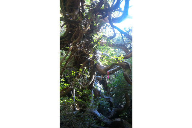 【屋久島・エコツアー】 白谷雲水峡＆縄文杉を大満喫！荒川登山口へ下山する健脚者向け日帰りプラン★コーヒー付き 写真2