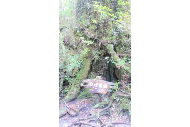 【屋久島・エコツアー】 白谷雲水峡＆縄文杉を大満喫！荒川登山口へ下山する健脚者向け日帰りプラン★コーヒー付き 写真4