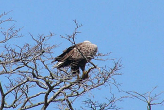 【北海道根室・バードウォッチング】280種類の野鳥が訪れる森へ！春国岱バードウォチング 写真3