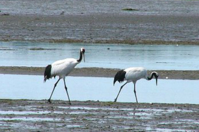 【北海道根室・バードウォッチング】280種類の野鳥が訪れる森へ！春国岱バードウォチング 写真2