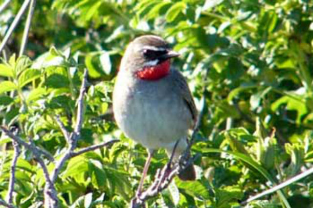 【北海道根室・バードウォッチング】280種類の野鳥が訪れる森へ！春国岱バードウォチング 写真4