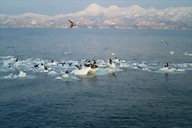 【北海道知床・バードウォッチング】ガイドが1日同行します！知床・根室管内バードウォッチング 写真4