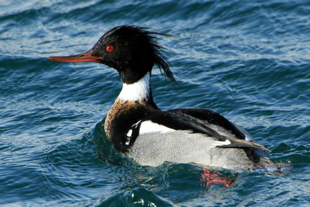【北海道・根室・バードウォッチング】根室半島と納沙布岬で野鳥観察！初心者でも楽しめます 写真6