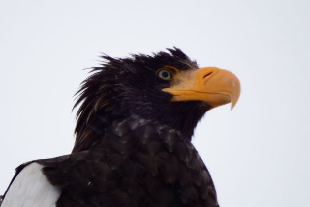 【北海道・根室・バードウォッチング】根室半島と納沙布岬で野鳥観察！初心者でも楽しめます 写真7