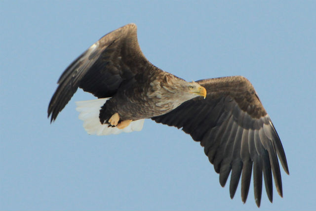 【北海道・根室・バードウォッチング】根室半島と納沙布岬で野鳥観察！初心者でも楽しめます 写真4