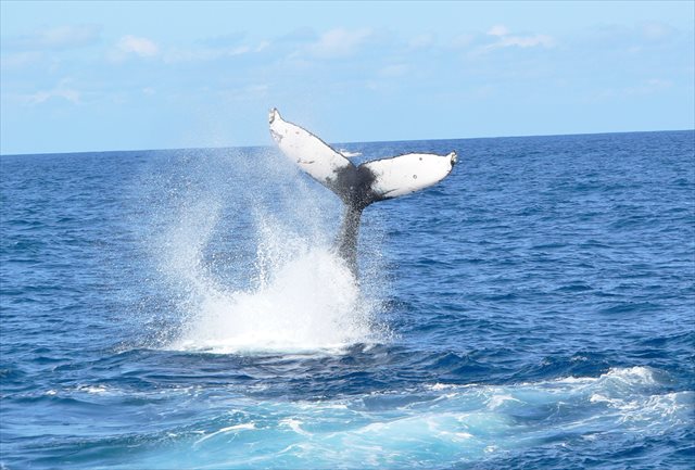 【沖縄・那覇発・ホエールウォッチング】クジラ博士とホエールウォッチングに行こう！ 写真6