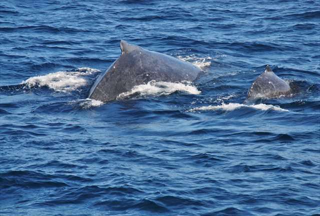 【沖縄・那覇発・ホエールウォッチング】クジラ博士とホエールウォッチングに行こう！ 写真8