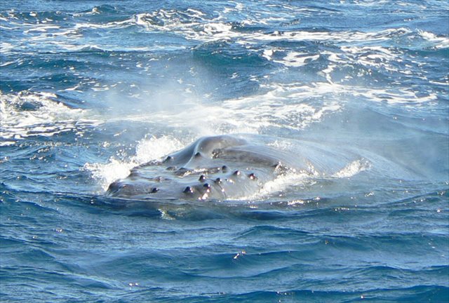 【沖縄・那覇発・ホエールウォッチング】クジラ博士とホエールウォッチングに行こう！ 写真5