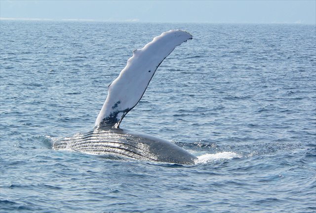【沖縄・那覇発・ホエールウォッチング】クジラ博士とホエールウォッチングに行こう！ 写真7