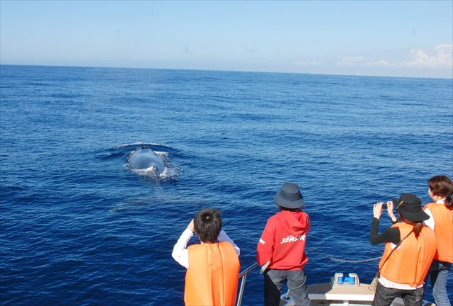 【沖縄・那覇発・ホエールウォッチング】クジラ博士とホエールウォッチングに行こう！ 写真4