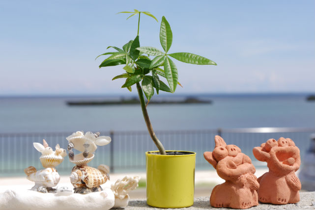【沖縄・今帰仁村・シーサー作り】沖縄の伝統工芸を体験！手びねりでシーサーを作ろう 写真5