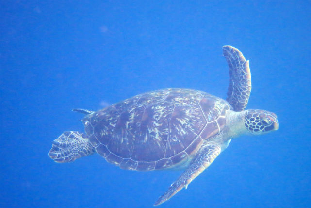 【沖縄県西表島・シュノーケリング】バラス島と鳩間島を巡る、パッソおすすめ1日プラン 写真2