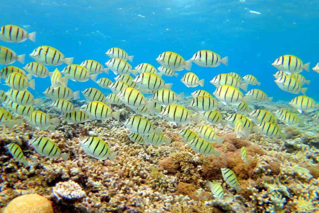 【沖縄県西表島・シュノーケリング】バラス島と鳩間島を巡る、パッソおすすめ1日プラン 写真3