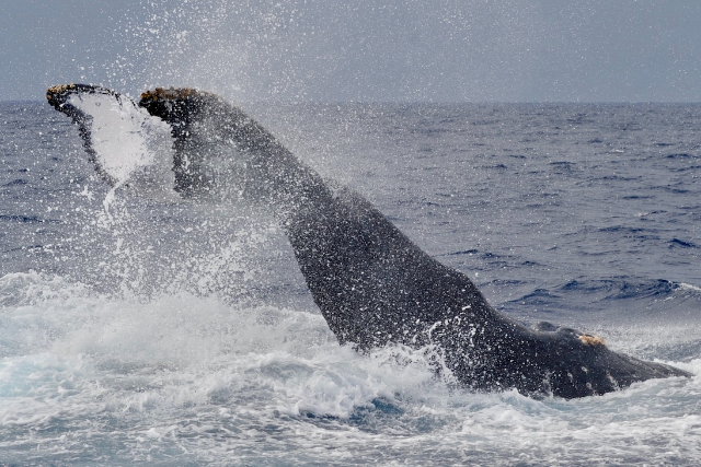 【沖縄・座間味島・ホエールウォッチング】迫力満点！ダイナミックなクジラたちに会いに行こう！（2時間） 写真8