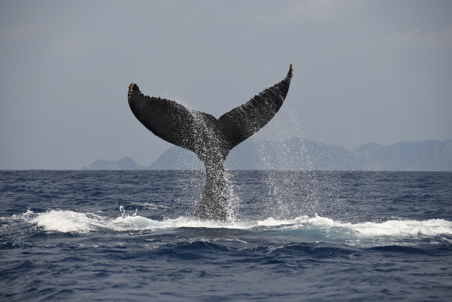 【沖縄・座間味島・ホエールウォッチング】迫力満点！ダイナミックなクジラたちに会いに行こう！（2時間） 写真4