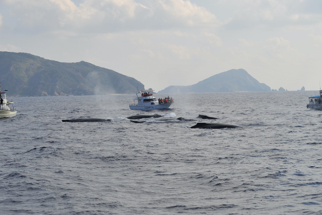 【沖縄・座間味島・ホエールウォッチング】迫力満点！ダイナミックなクジラたちに会いに行こう！（2時間） 写真7