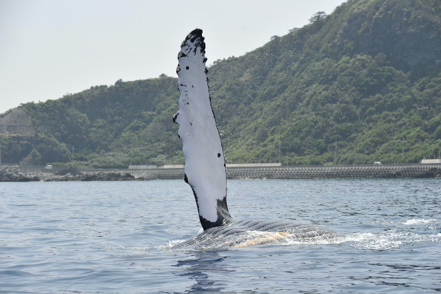 【沖縄・座間味島・ホエールウォッチング】迫力満点！ダイナミックなクジラたちに会いに行こう！（2時間） 写真5