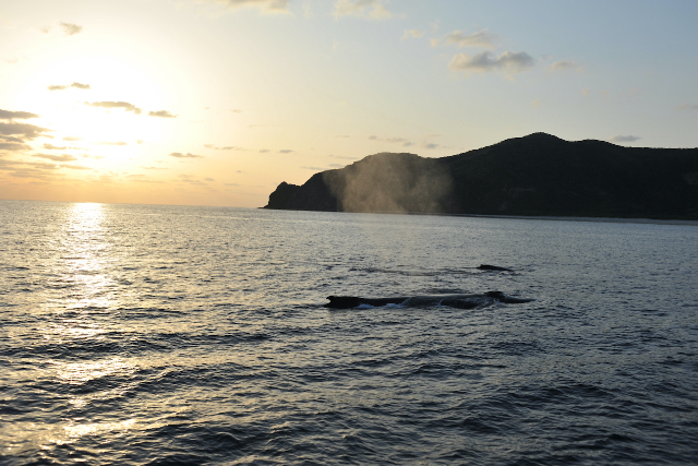 【沖縄・座間味島・ホエールウォッチング】感動の景色と一緒に、クジラ鑑賞！サンセット・サンライズプラン 写真7