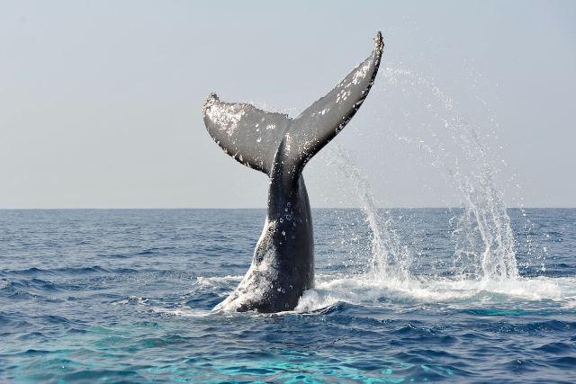 【沖縄・座間味島・ホエールウォッチング】感動の景色と一緒に、クジラ鑑賞！サンセット・サンライズプラン 写真5