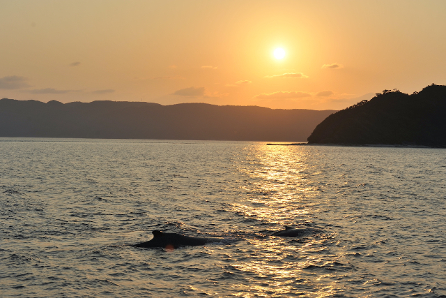 【沖縄・座間味島・ホエールウォッチング】感動の景色と一緒に、クジラ鑑賞！サンセット・サンライズプラン 写真6