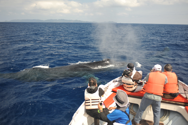 【沖縄・座間味島・ホエールウォッチング】感動の景色と一緒に、クジラ鑑賞！サンセット・サンライズプラン 写真4