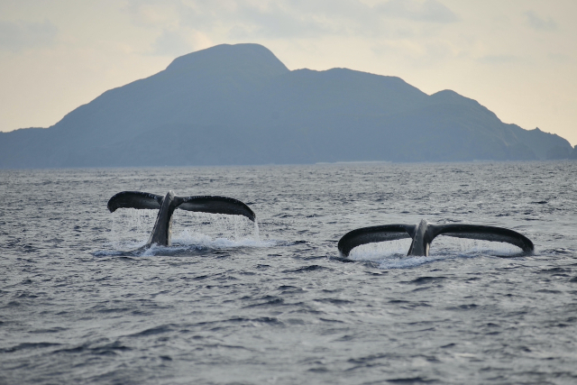 【沖縄・座間味島・ホエールウォッチング】たっぷりクジラを見られる！1日ホエールウォッチング 写真7
