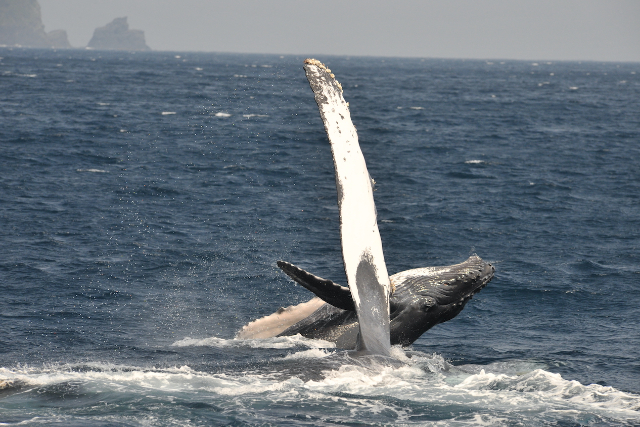 【沖縄・座間味島・ホエールウォッチング】たっぷりクジラを見られる！1日ホエールウォッチング 写真5